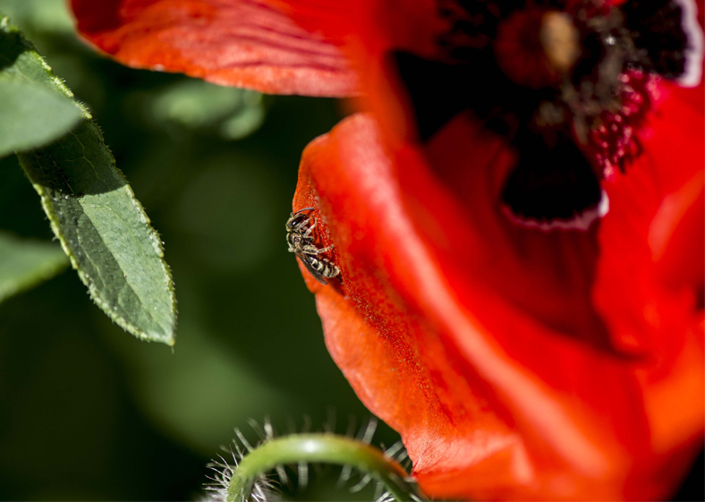 Apidae Halictinae: cfr. Lasioglossum sp.